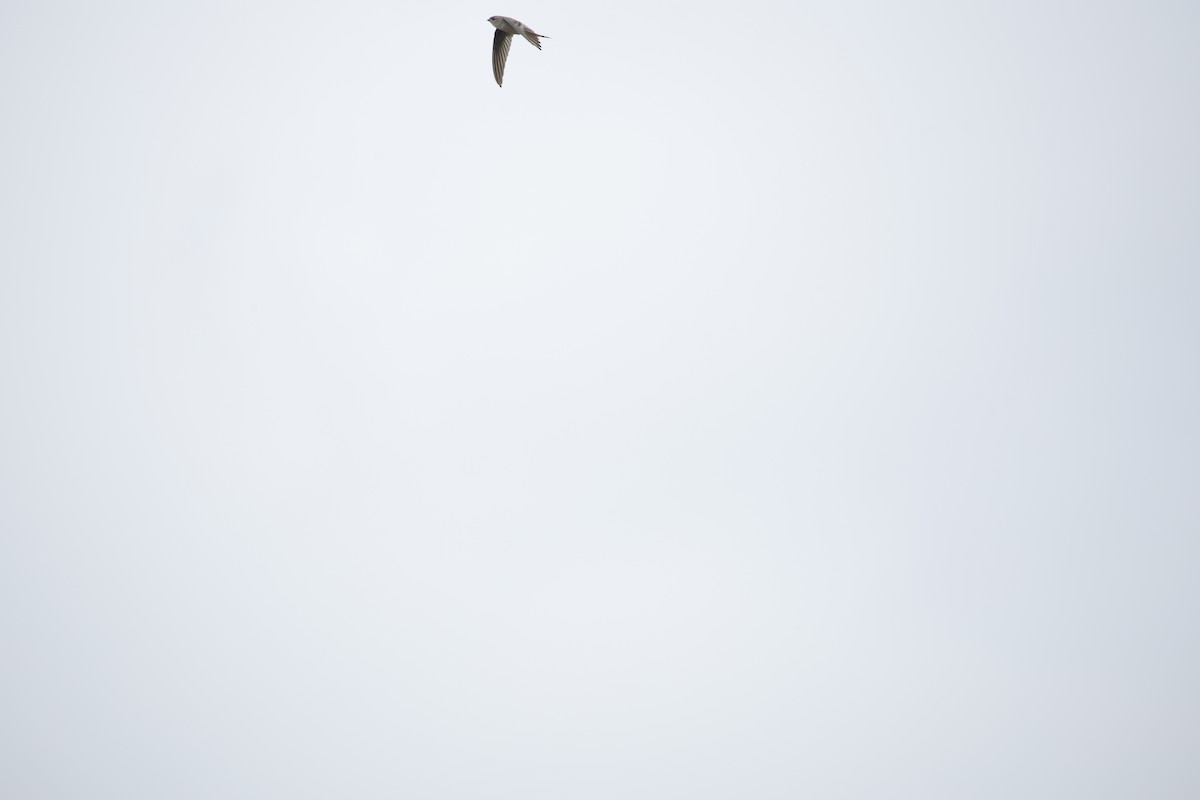 Asian Palm Swift - ML642799766
