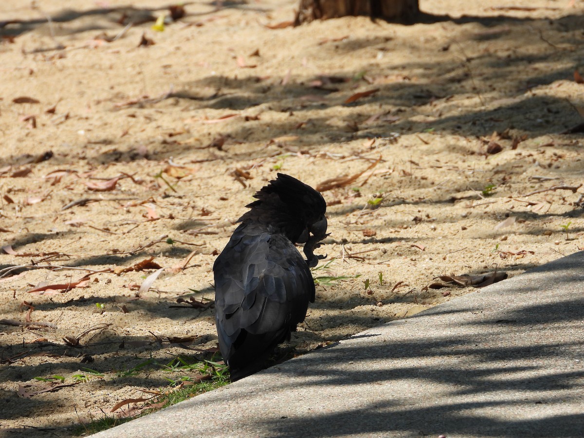 Red-tailed Black-Cockatoo - ML642799770