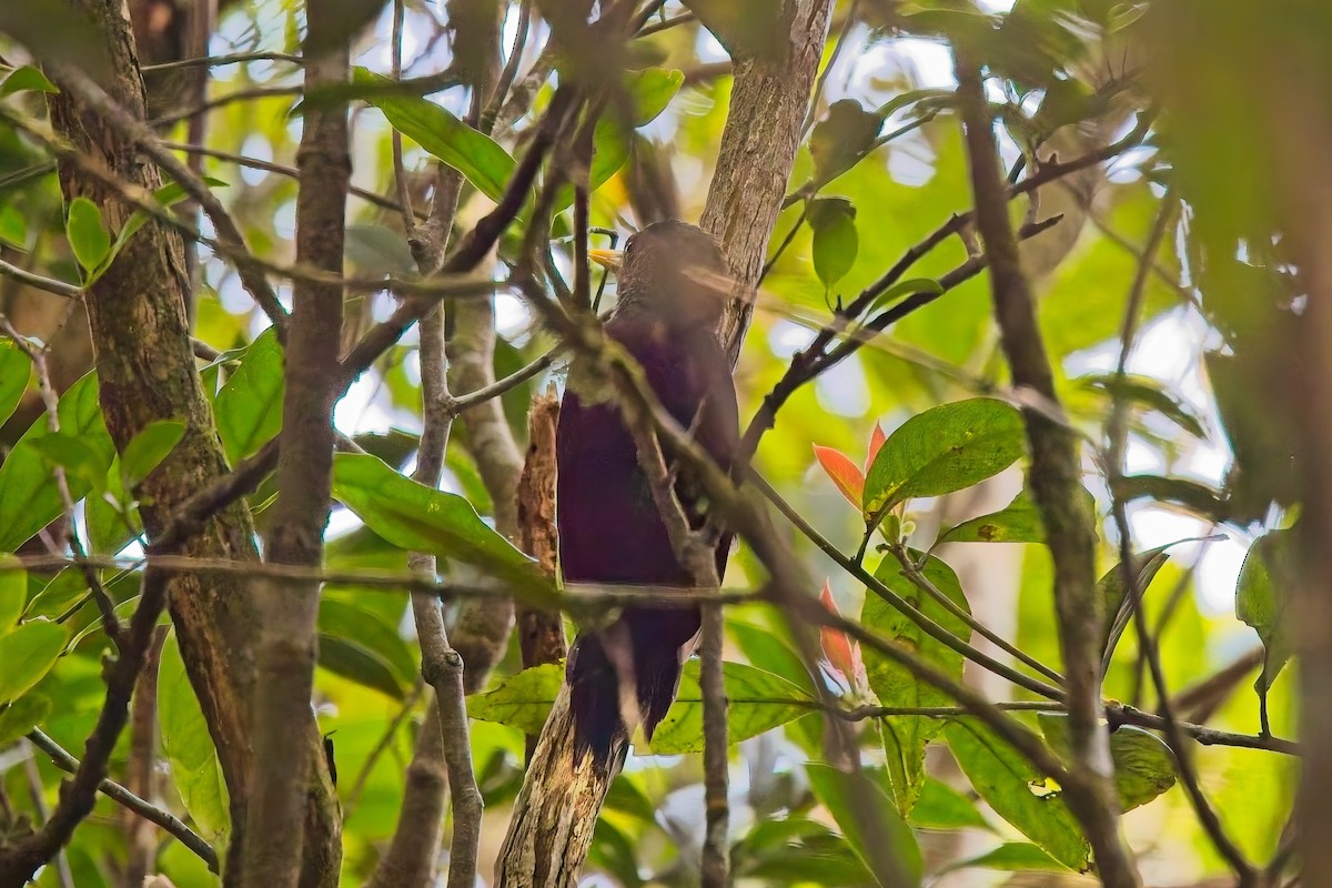 Maroon Woodpecker - ML642799772
