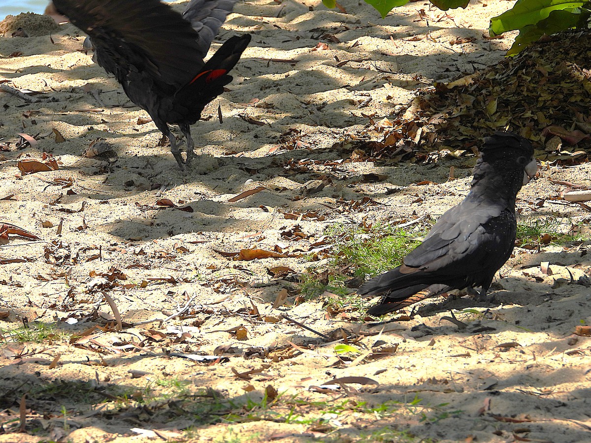 Red-tailed Black-Cockatoo - ML642799775