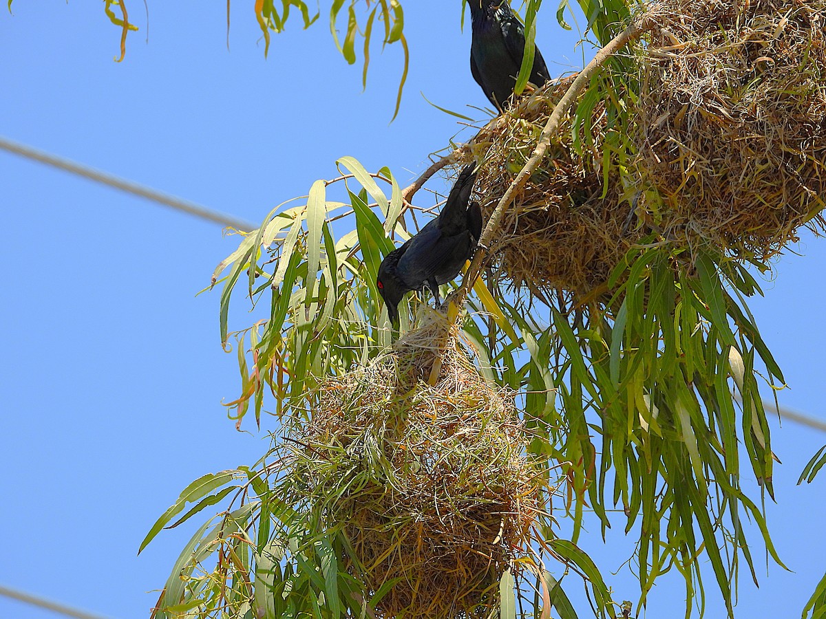 Metallic Starling - ML642799778