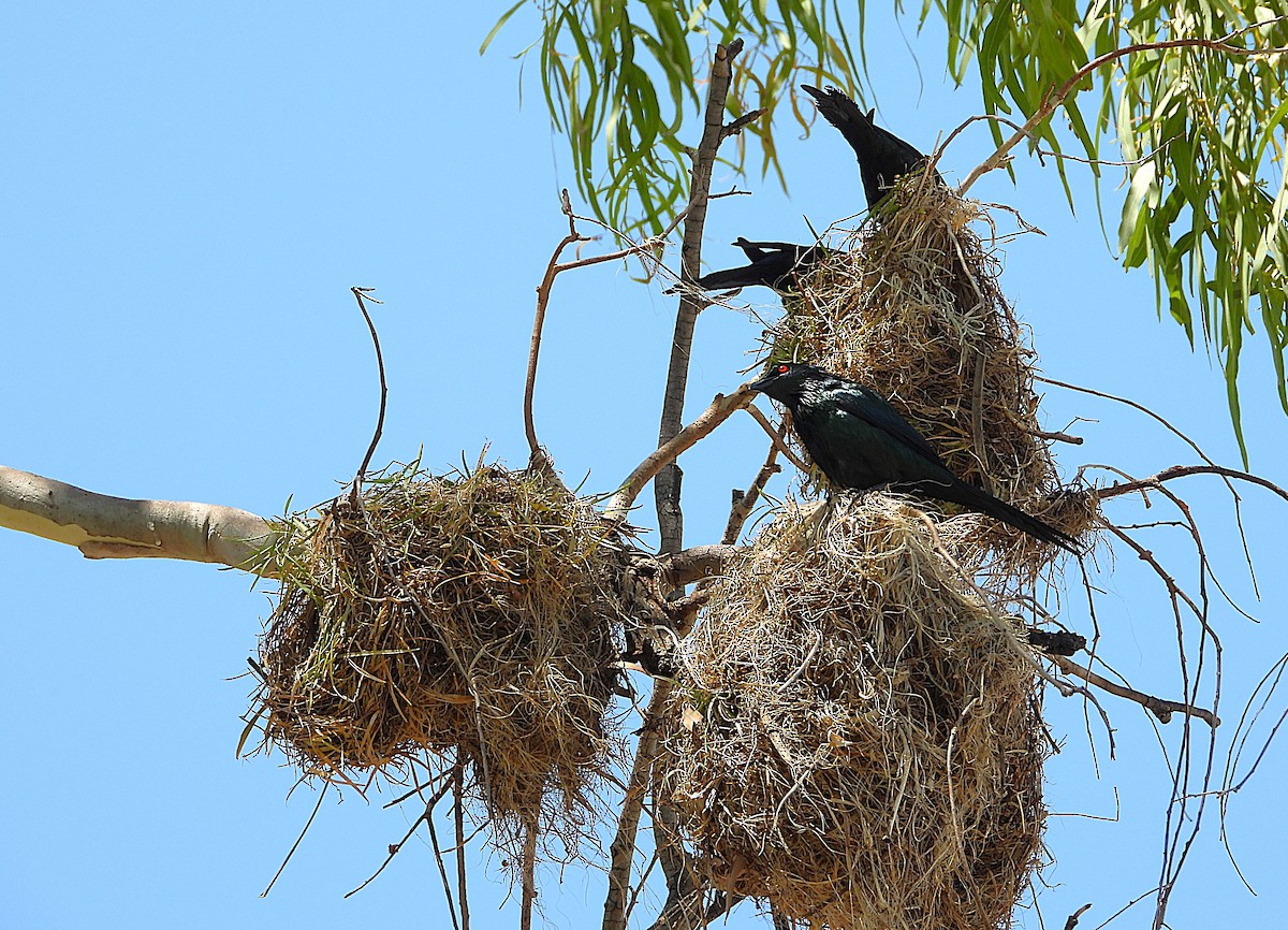 Metallic Starling - ML642799780