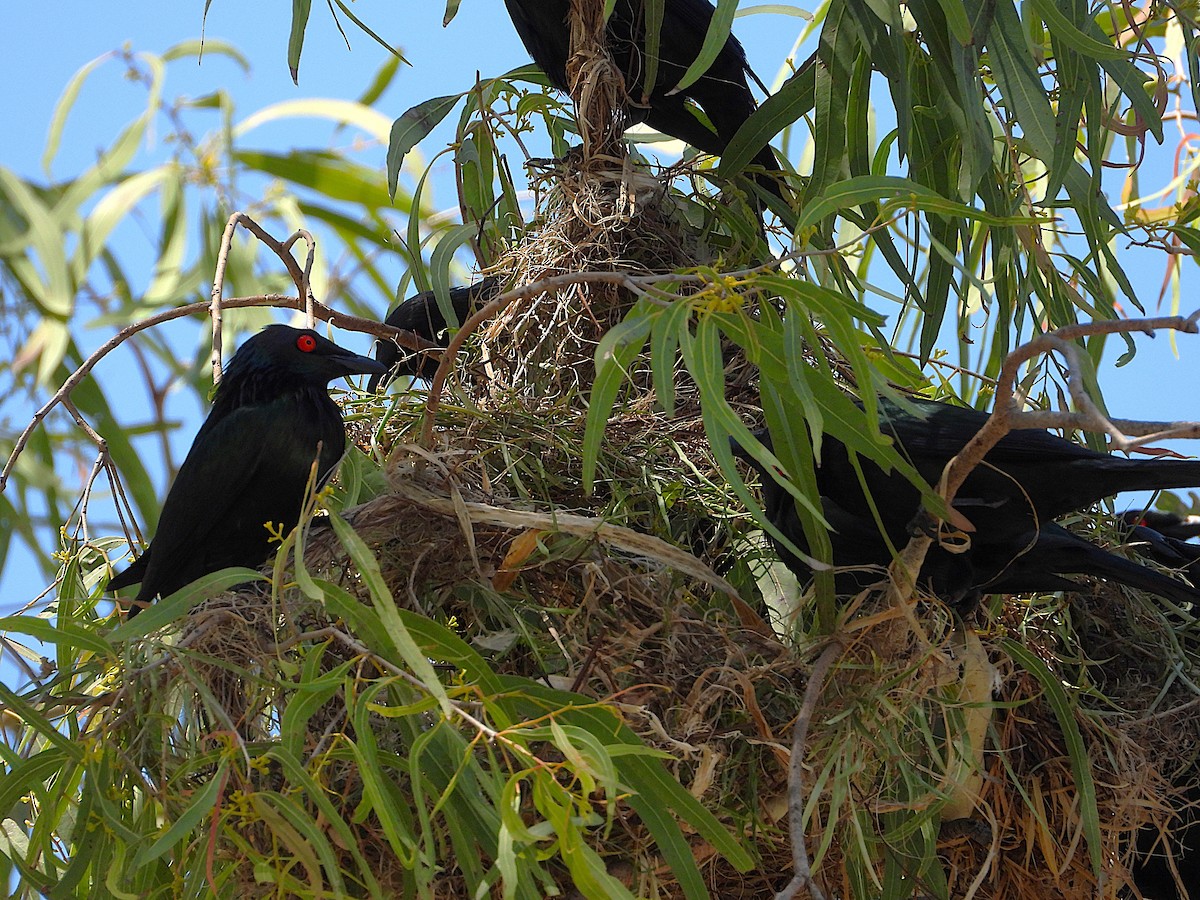 Metallic Starling - ML642799782