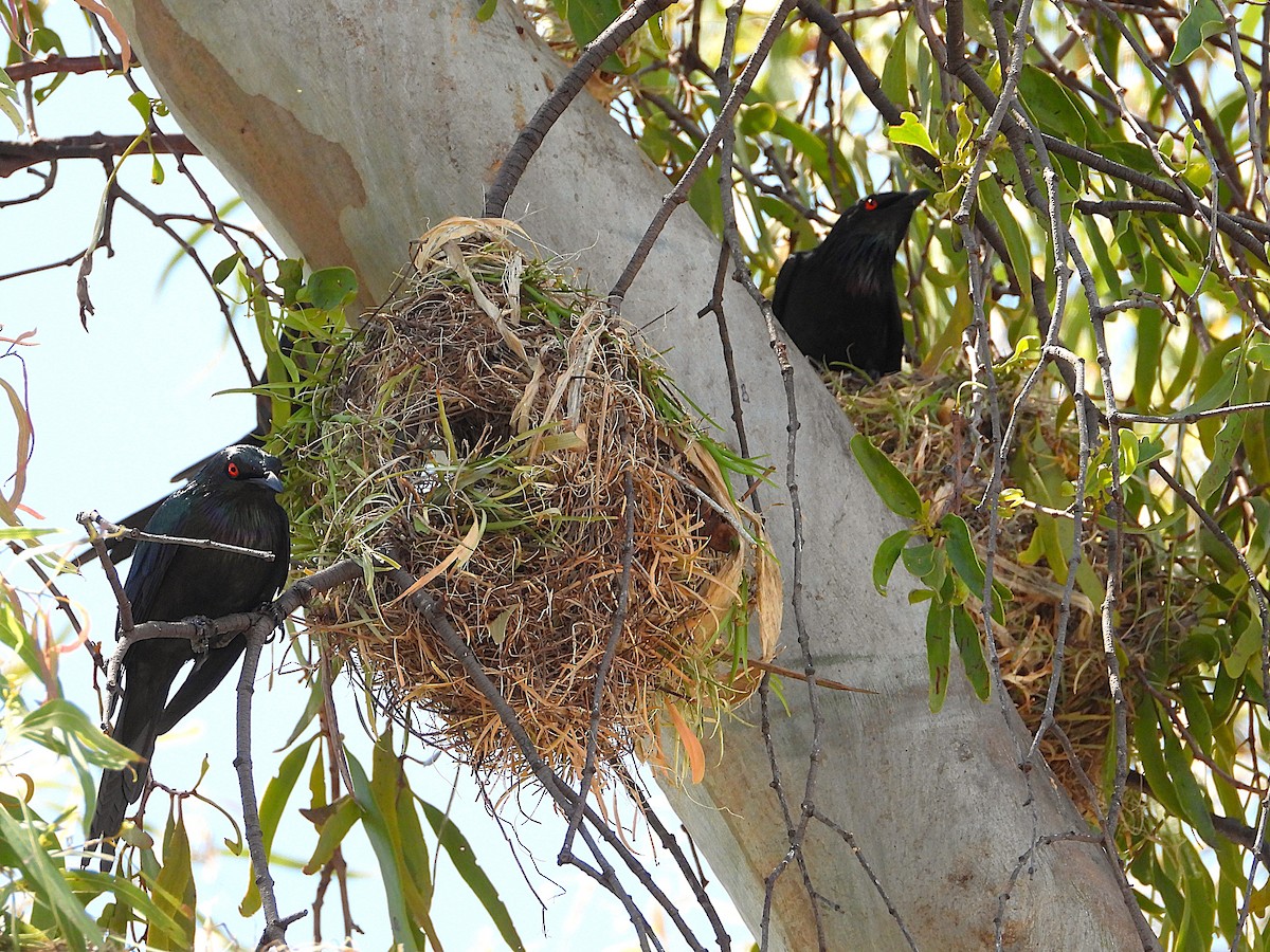 Metallic Starling - ML642799785