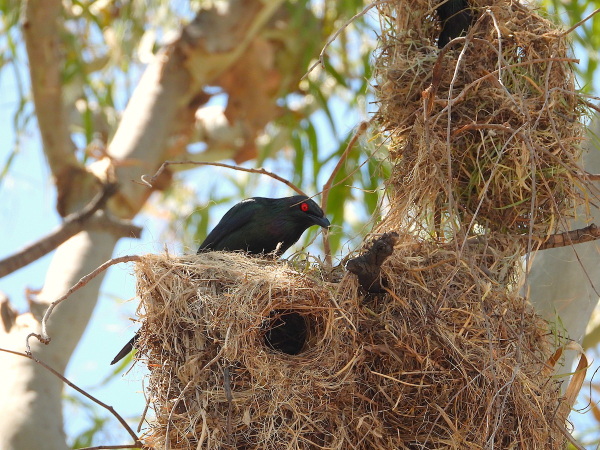 Metallic Starling - ML642799786