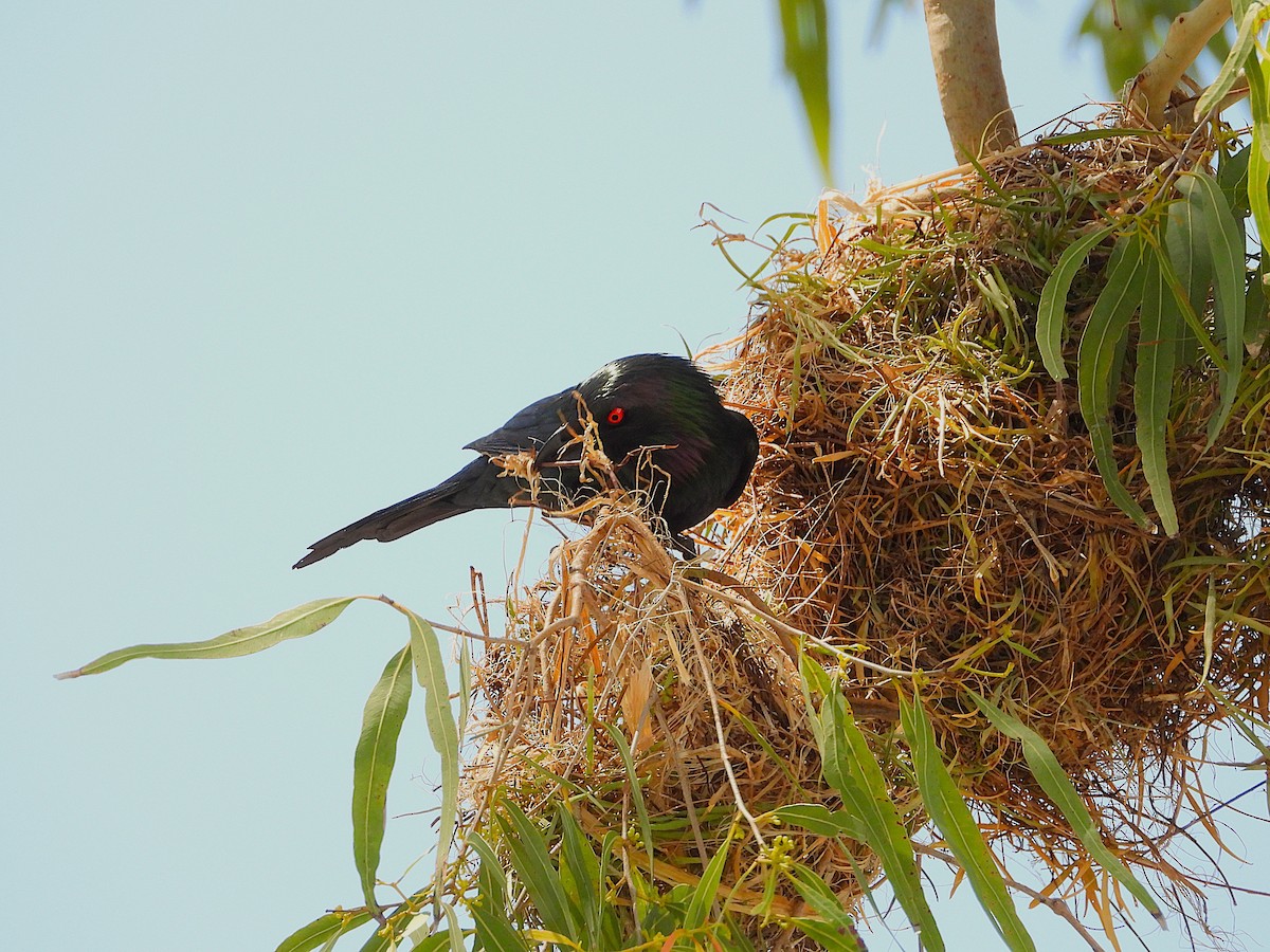 Metallic Starling - ML642799788