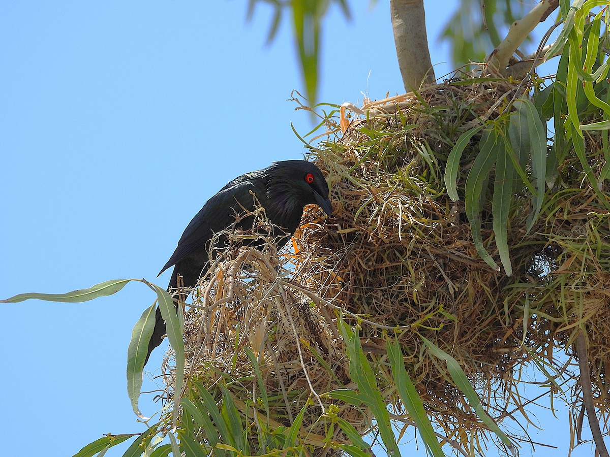 Metallic Starling - ML642799789