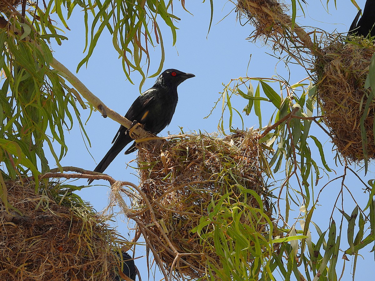 Metallic Starling - ML642799791