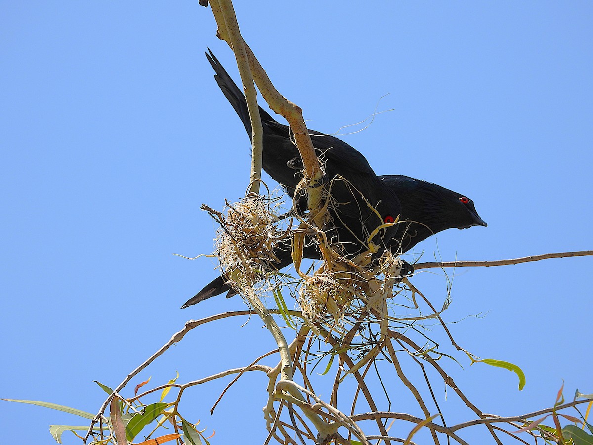 Metallic Starling - ML642799792