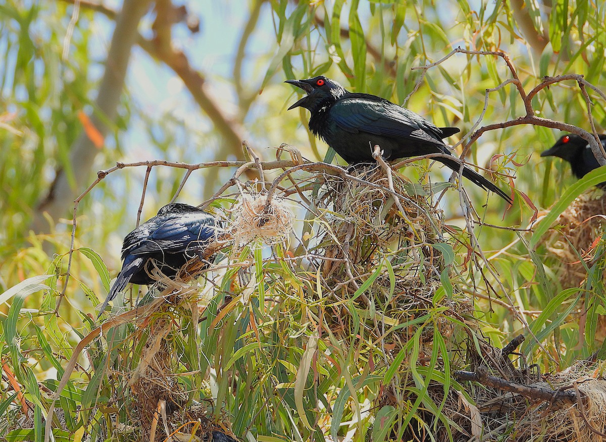 Metallic Starling - ML642799795