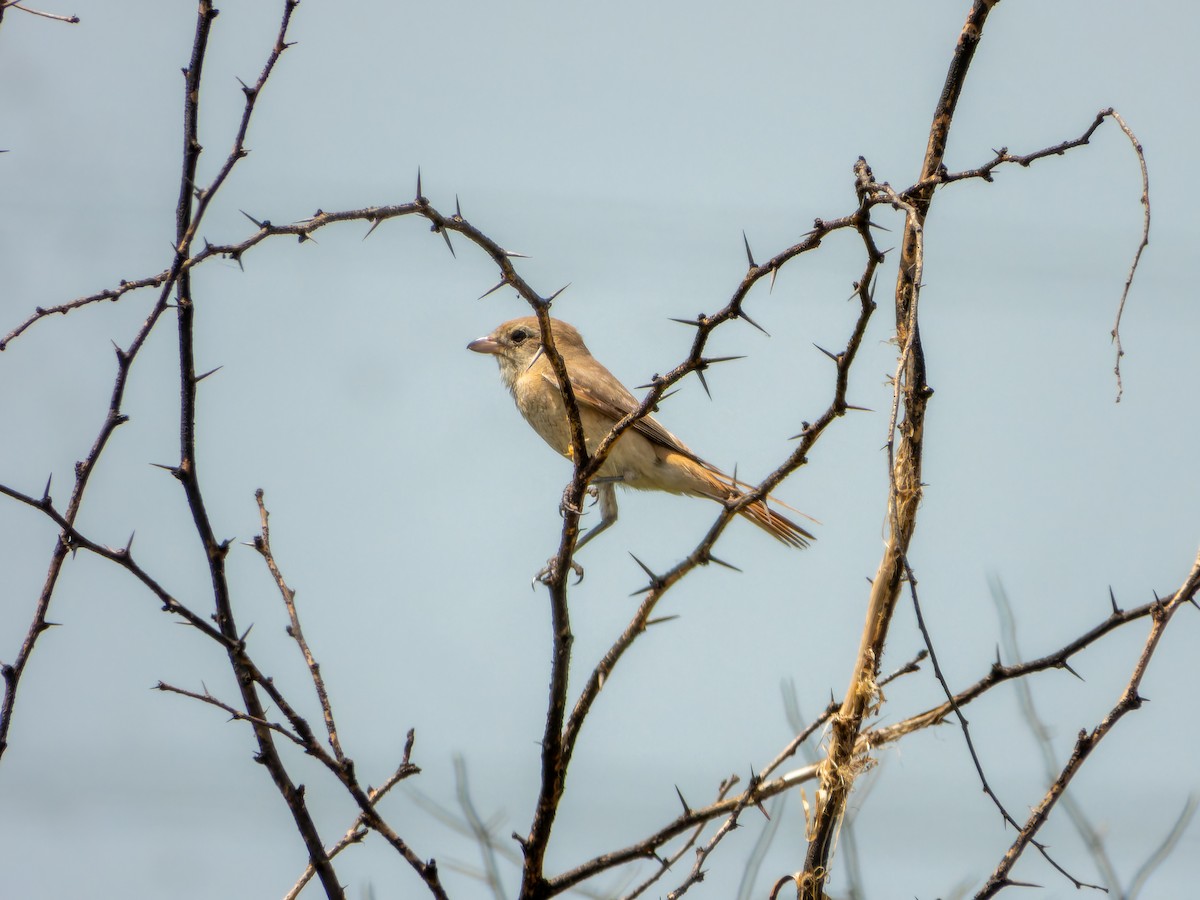 Isabelline Shrike - ML642799797