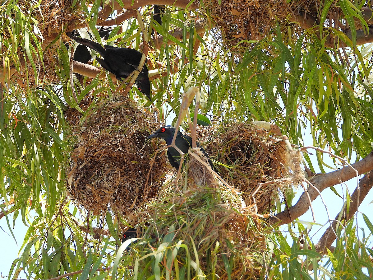 Metallic Starling - ML642799799