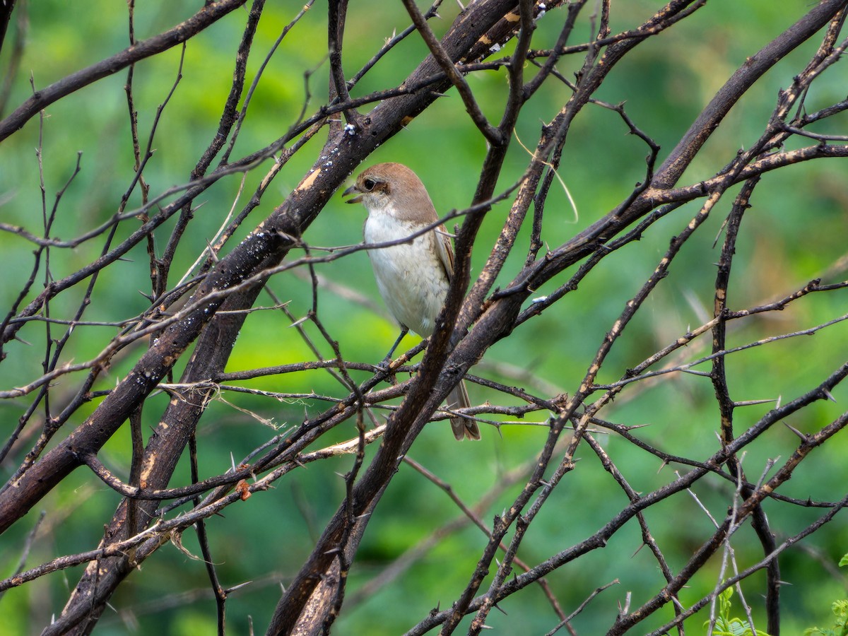 Isabelline Shrike - ML642799800