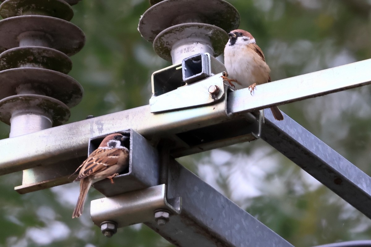 Eurasian Tree Sparrow - ML642799805