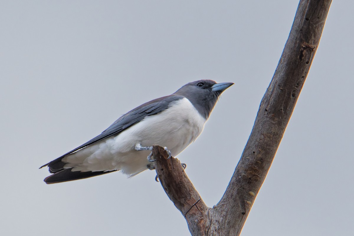White-breasted Woodswallow - ML642799807