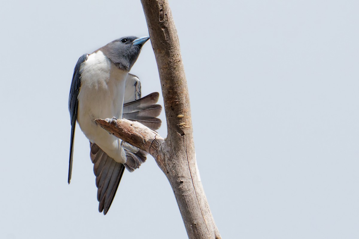 White-breasted Woodswallow - ML642799808