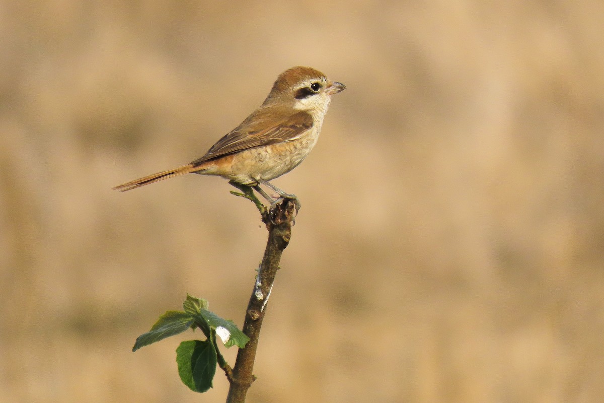 Brown Shrike - ML642799811