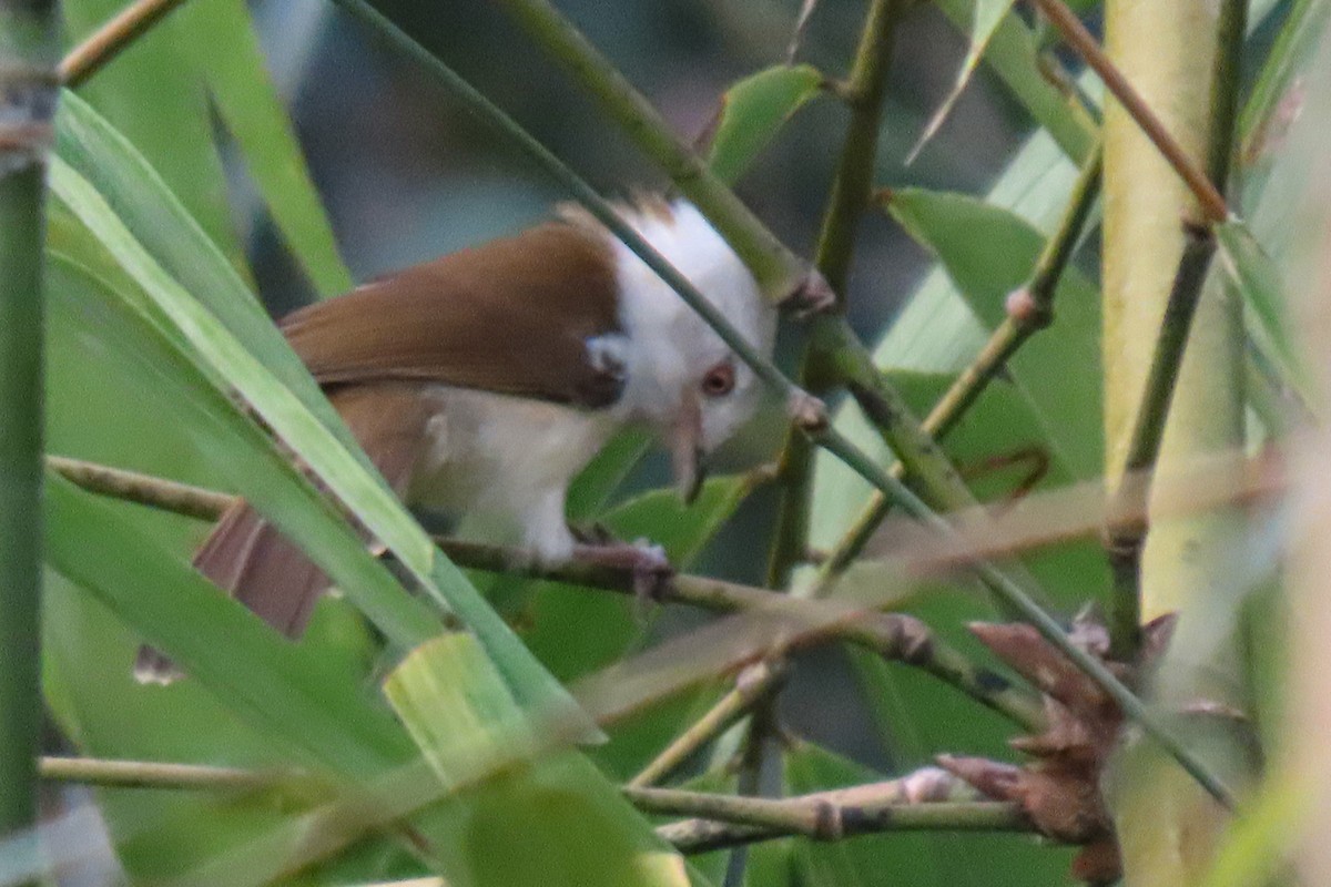 White-hooded Babbler - ML642799817