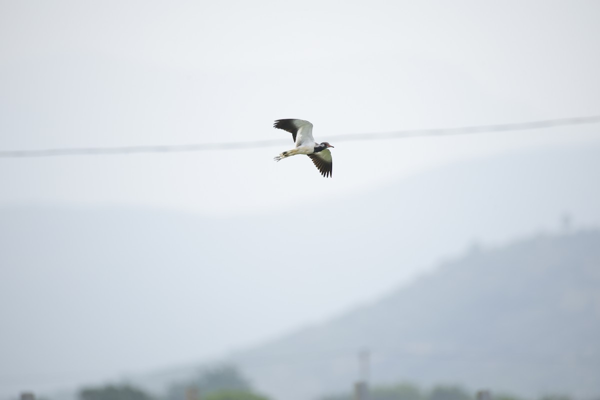 Red-wattled Lapwing - ML642799843