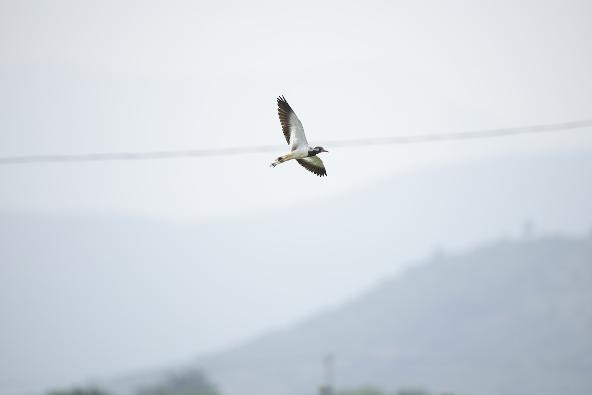 Red-wattled Lapwing - ML642799844