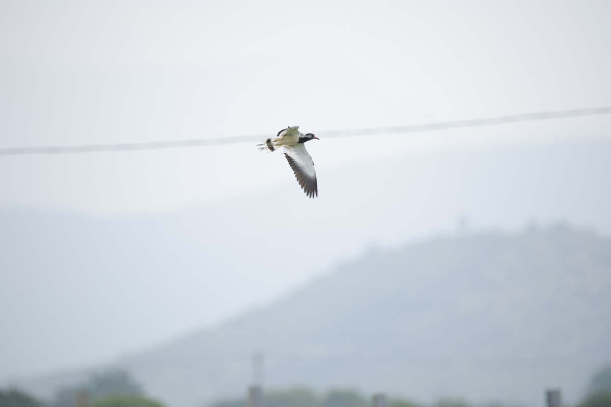 Red-wattled Lapwing - ML642799845