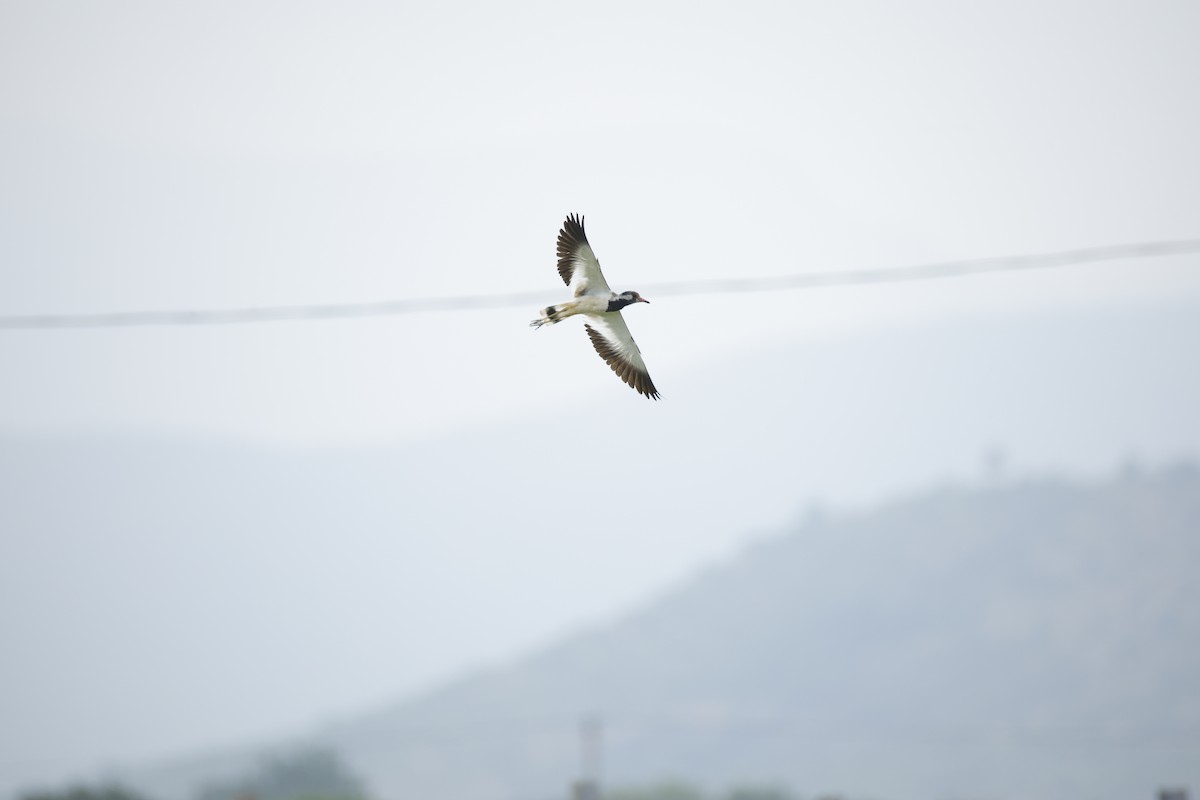 Red-wattled Lapwing - ML642799846
