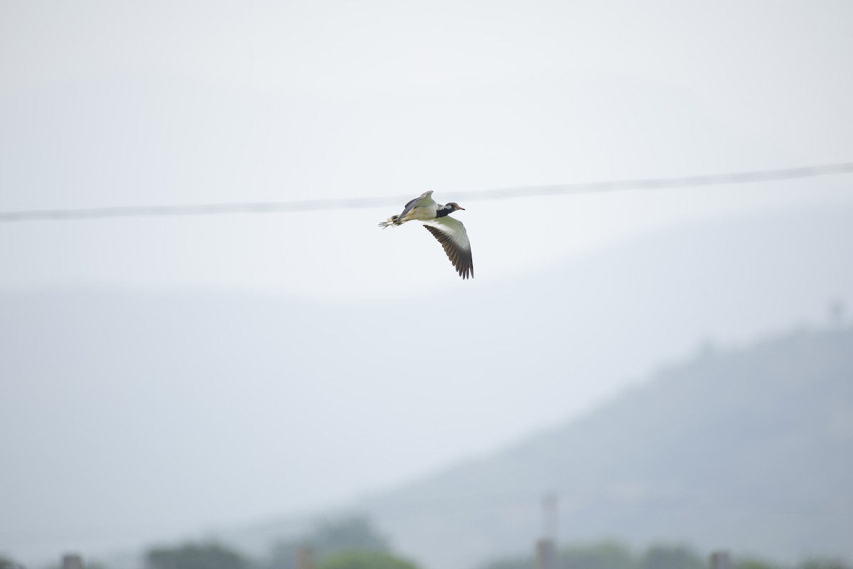 Red-wattled Lapwing - ML642799847