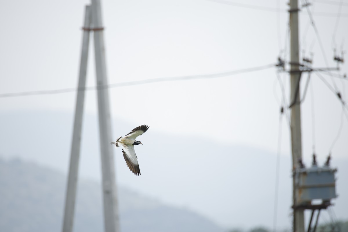 Red-wattled Lapwing - ML642799848