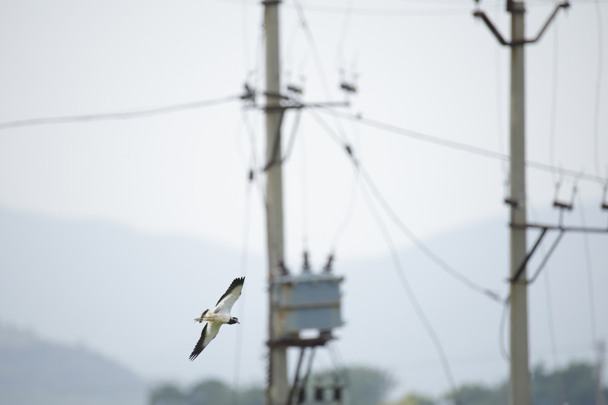 Red-wattled Lapwing - ML642799849
