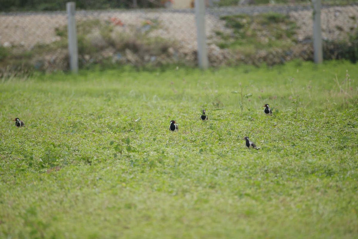 Red-wattled Lapwing - ML642799850