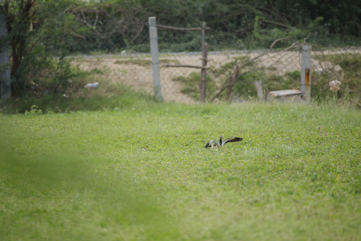 Red-wattled Lapwing - ML642799851