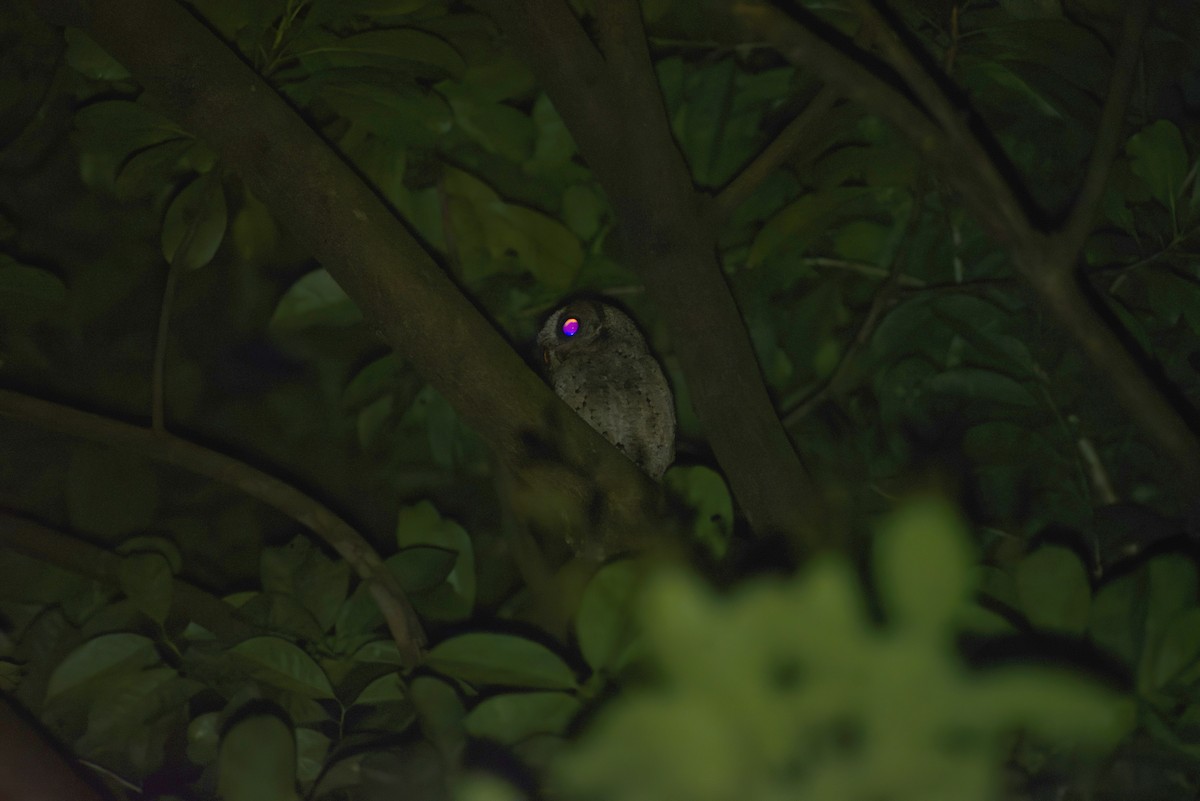 Collared Scops-Owl - ML642799860