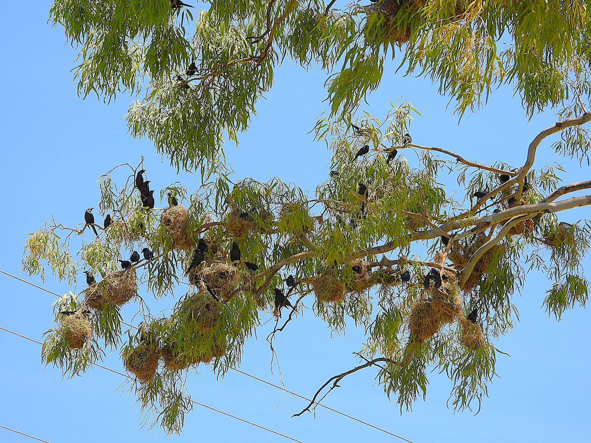 Metallic Starling - ML642799863