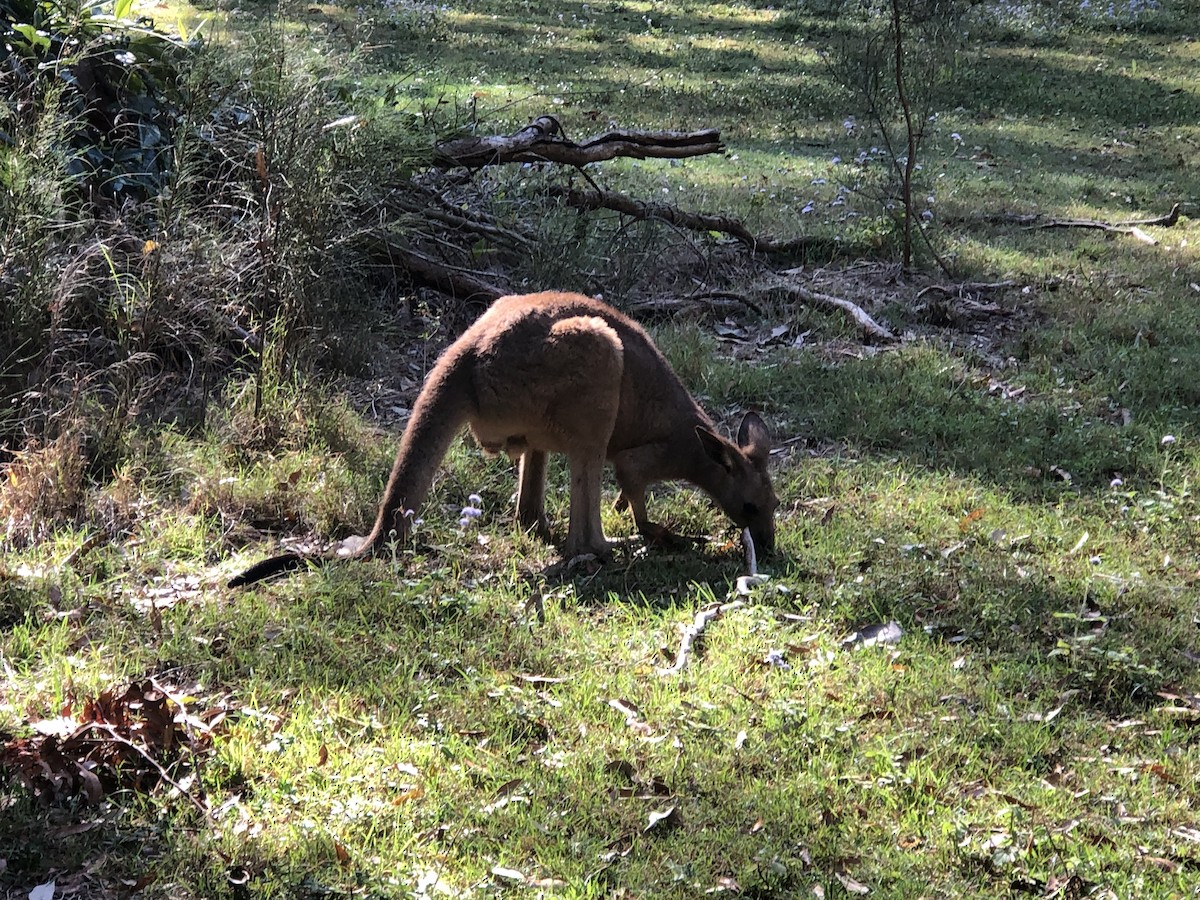 Mammals - ML642799869