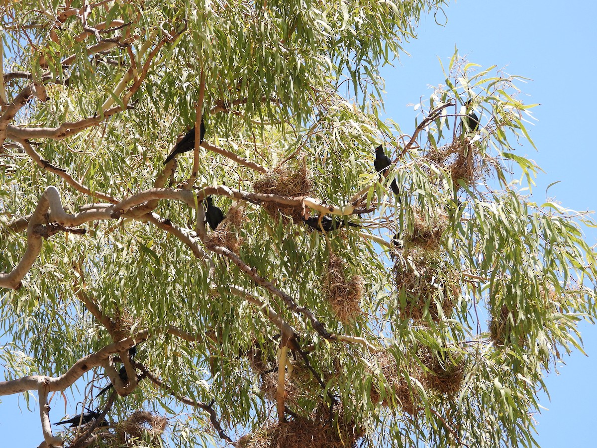 Metallic Starling - ML642799871