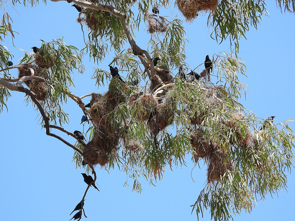 Metallic Starling - ML642799872