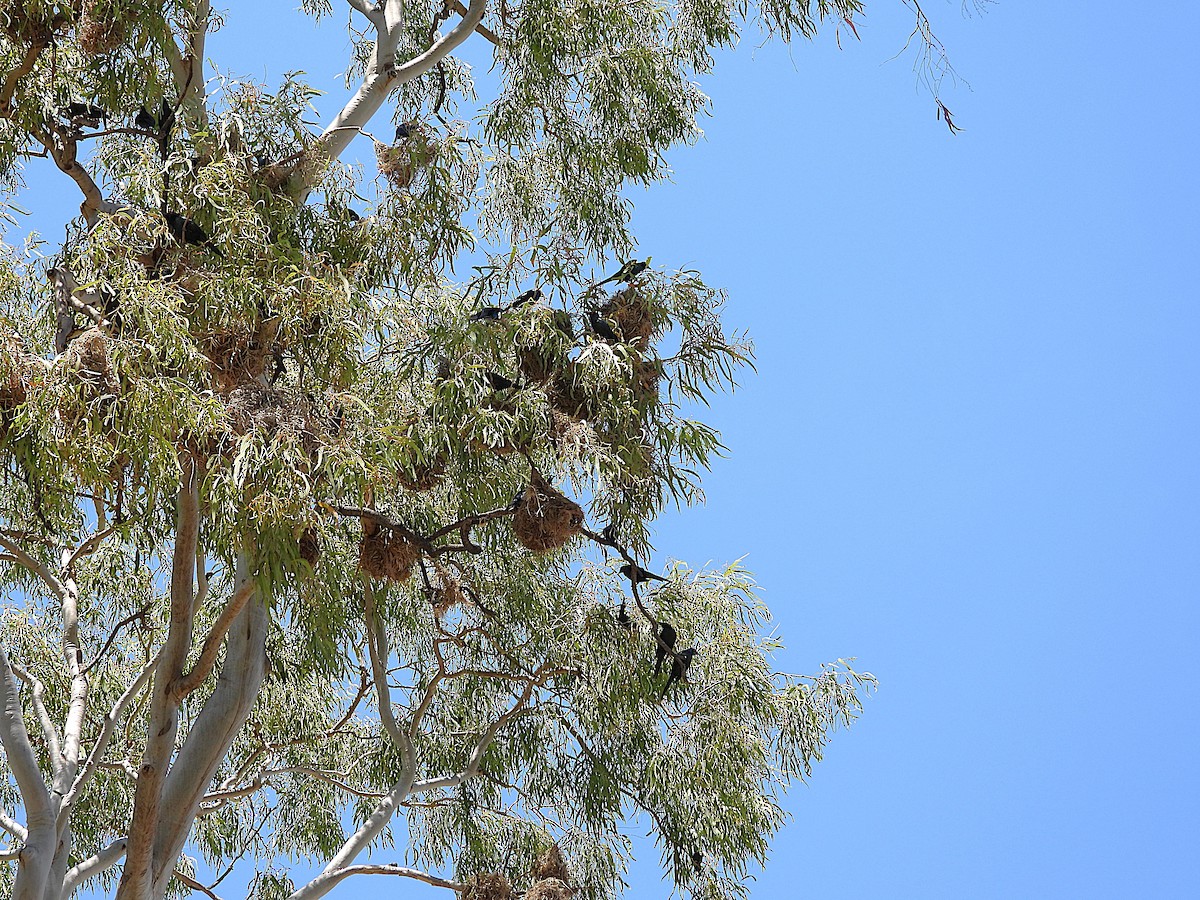 Metallic Starling - ML642799879
