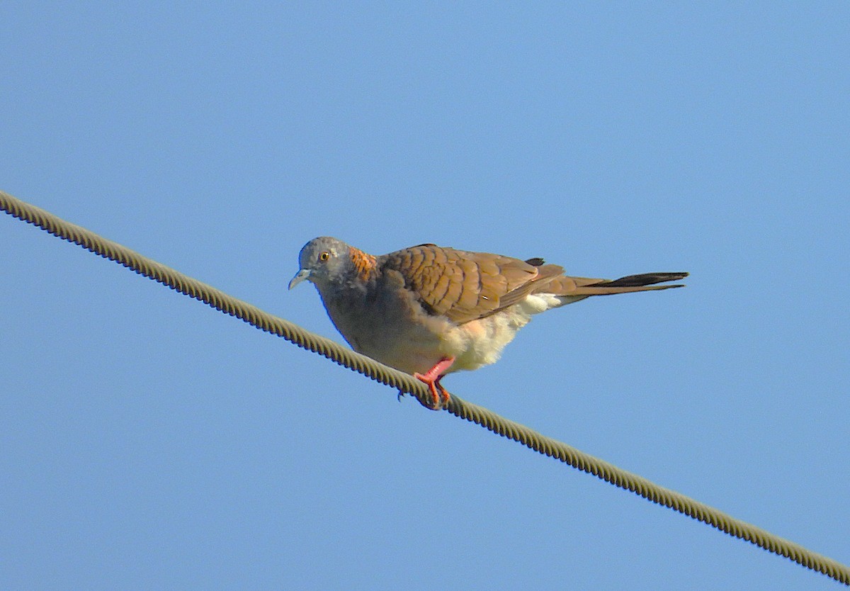 Bar-shouldered Dove - ML642799886