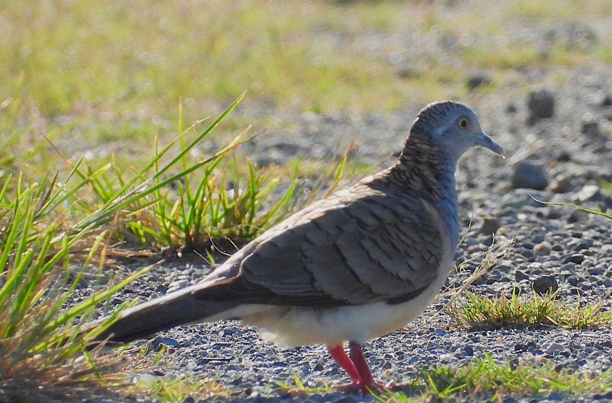 Bar-shouldered Dove - ML642799887