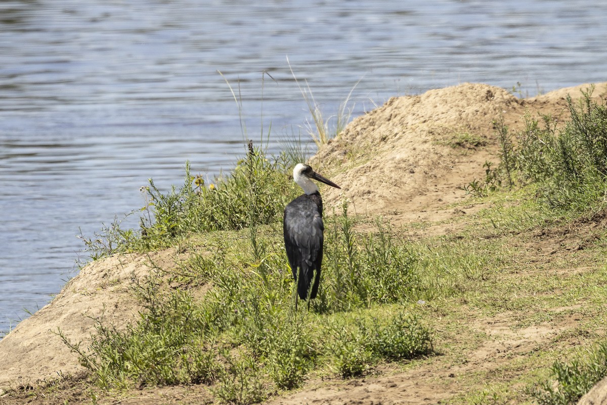 African Woolly-necked Stork - ML642799888