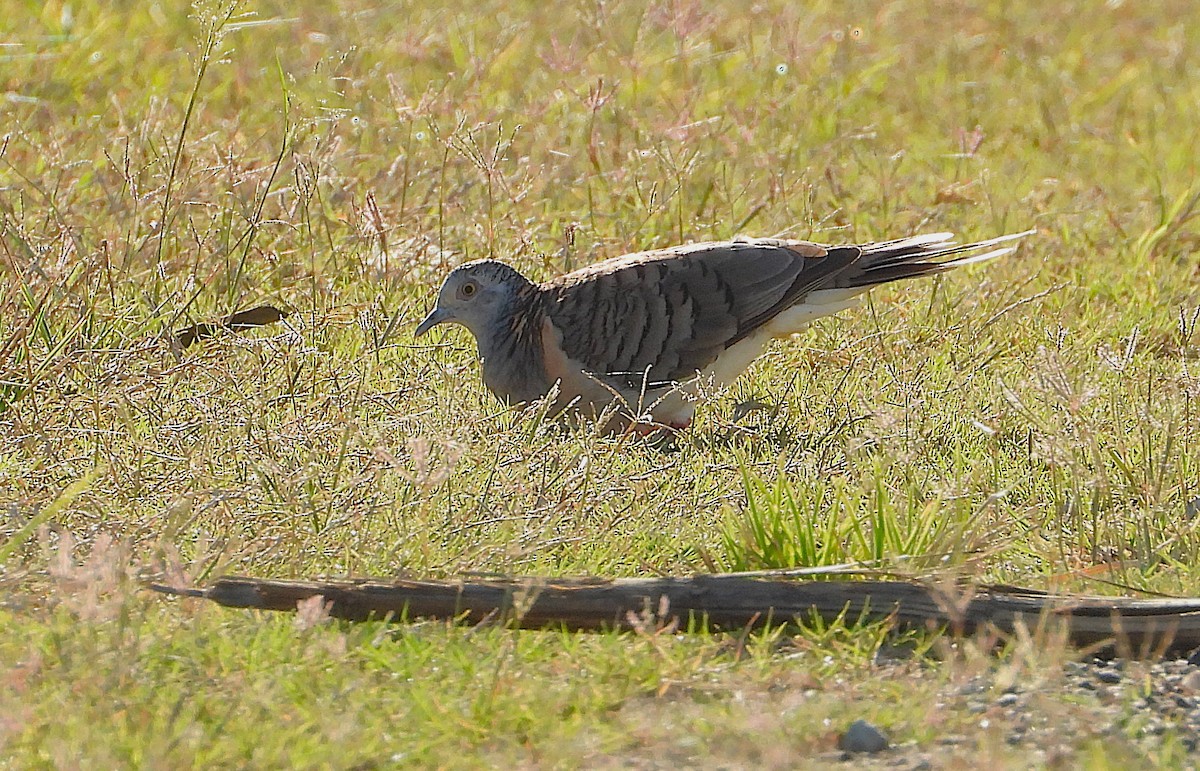 Bar-shouldered Dove - ML642799890