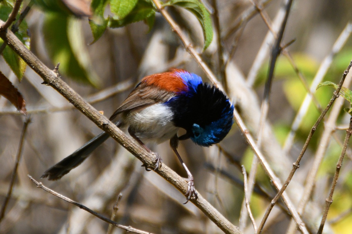 Variegated Fairywren - ML642799892