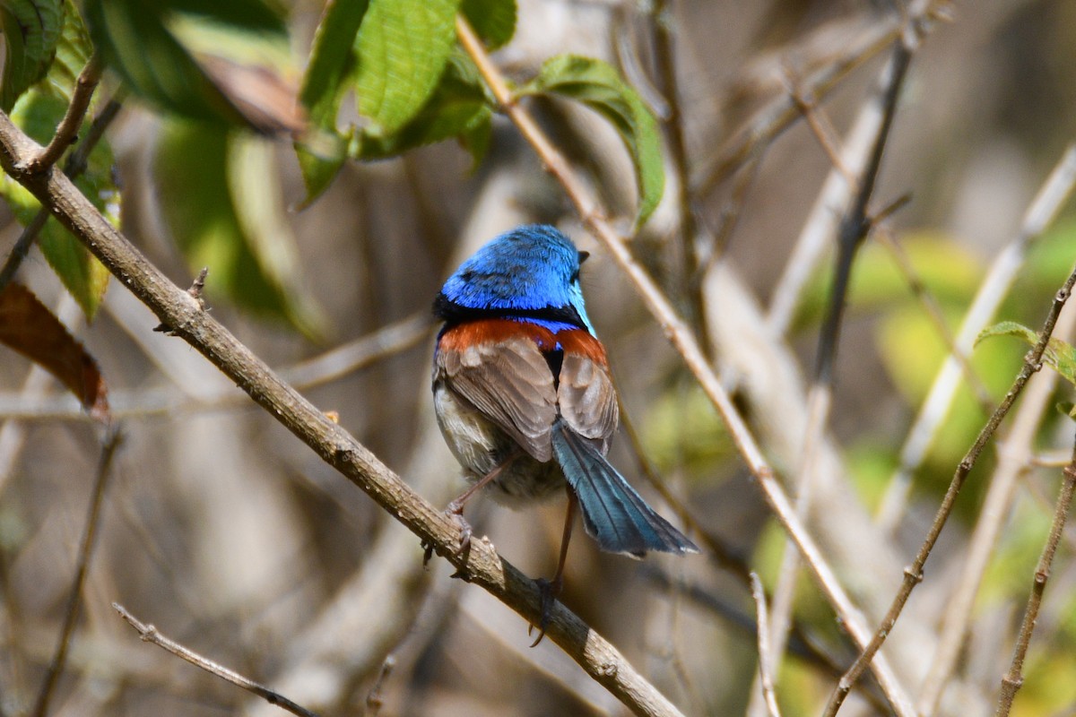 Variegated Fairywren - ML642799893