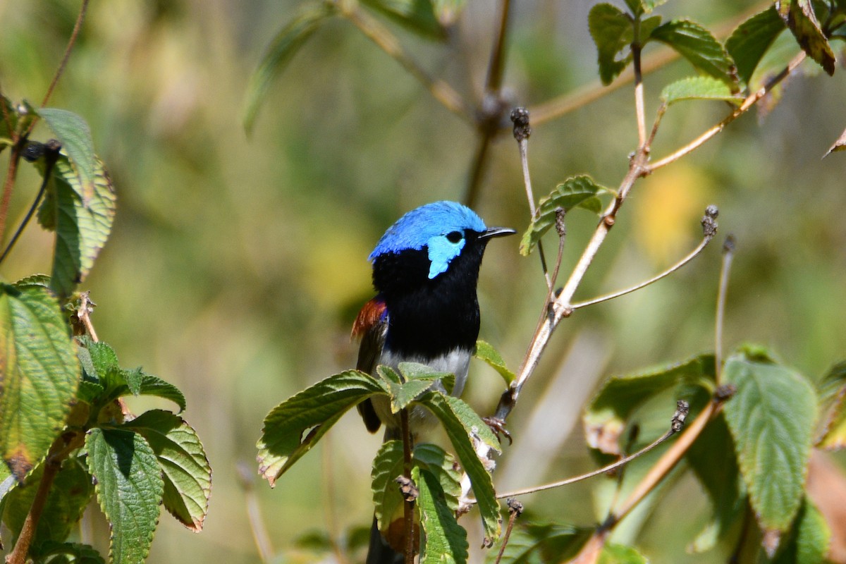Variegated Fairywren - ML642799894