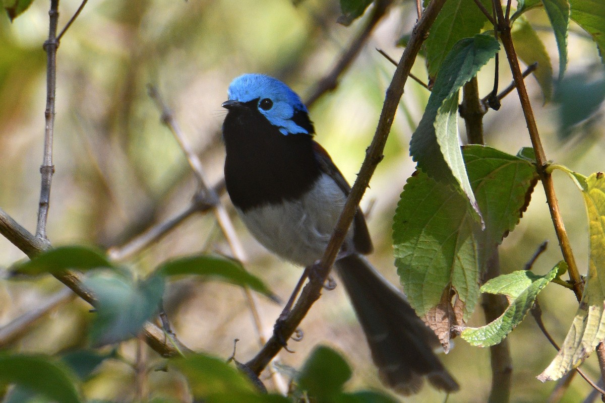 Variegated Fairywren - ML642799895