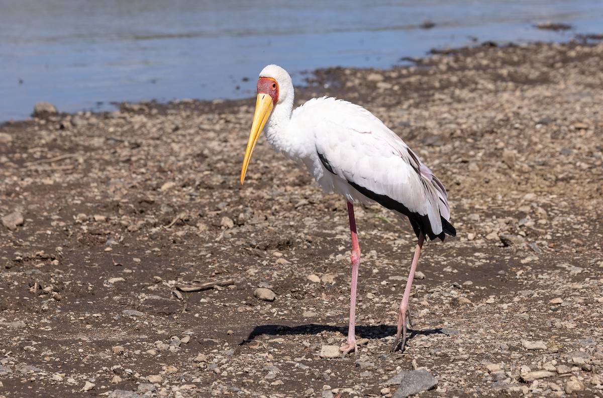 Tantale ibis - ML642799902