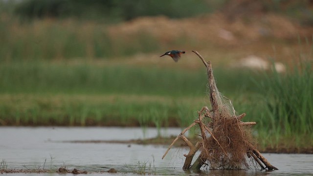Common Kingfisher - ML642799912