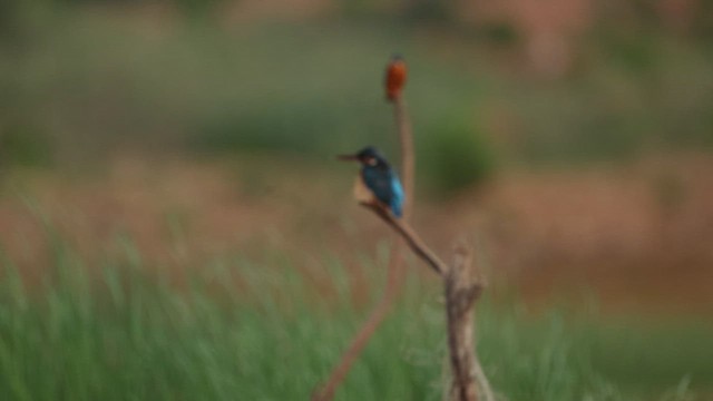 Common Kingfisher - ML642799913