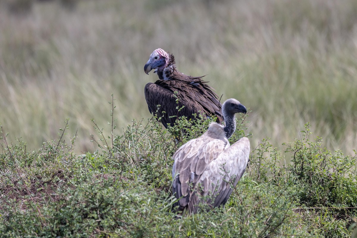 Lappet-faced Vulture - ML642799914