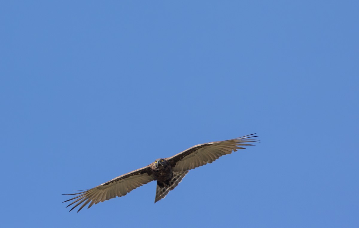 Brown Snake-Eagle - ML642799916